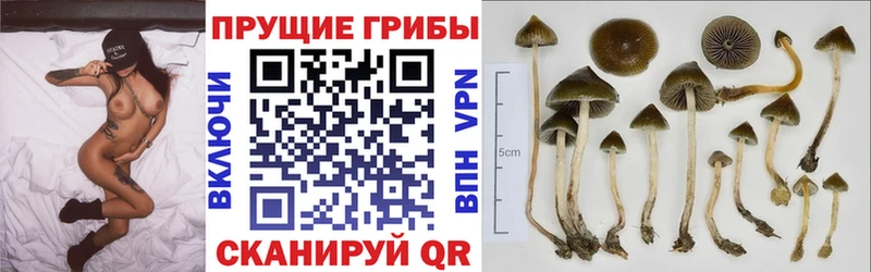 Псилоцибиновые грибы MAGIC MUSHROOMS  Купить  Чудово 